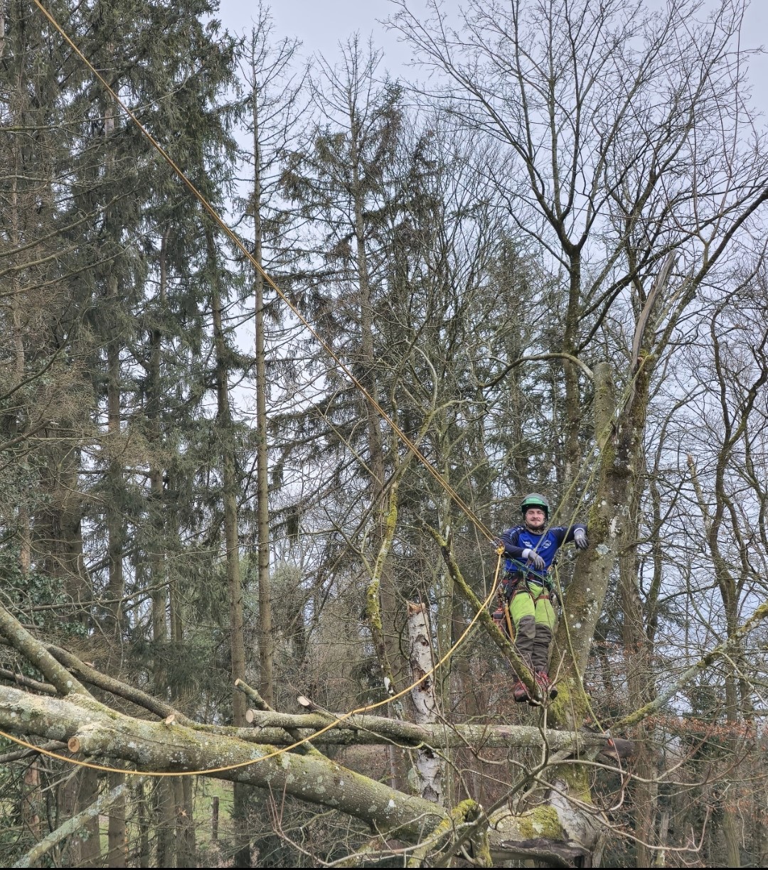 Fällung Philipp Scholz mit GreenDay Baumpflege am Bodensee