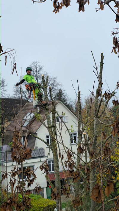 Unsere Qualifikationen | GreenDay Baumpflege