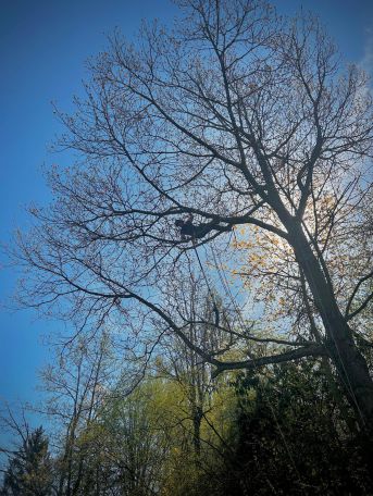 Baumpflege am Bodensee