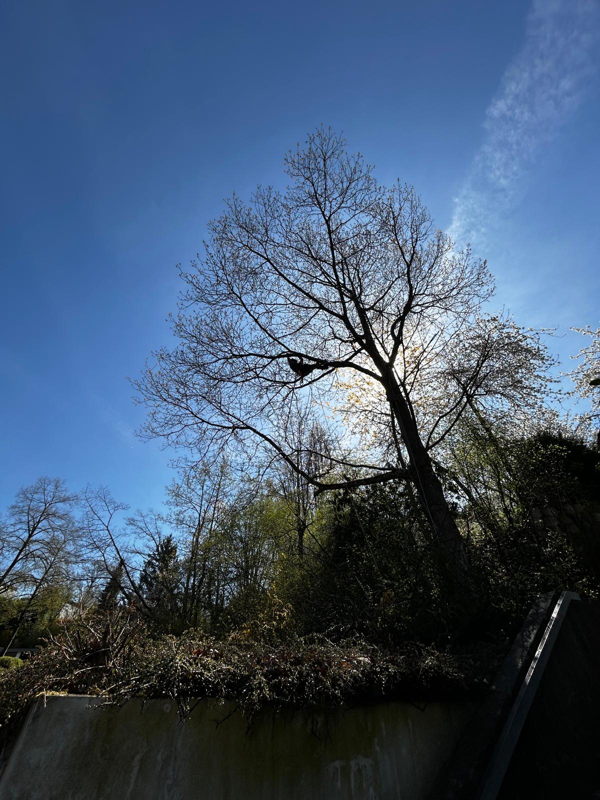 Professionelle Baumfällung nach höchsten Sicherheitsstandards – sichere Entfernung von Bäumen mit fachgerechter Planung und Ausführung mit GreenDay Baumpflege am Bodensee