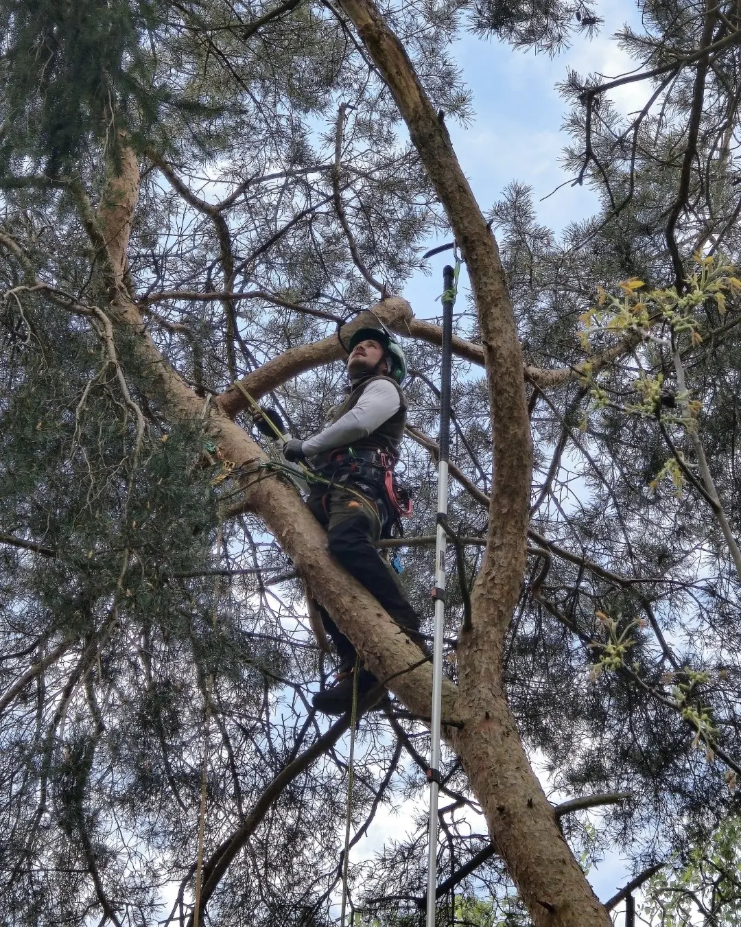 GreenDay Baumpflege Team